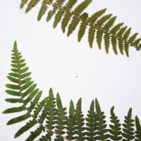 Fern - Detail2