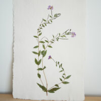 Willow-herb - A3 - £120
