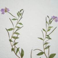 Willow-herb I - Detail