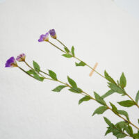 Willow-herb II - Detail