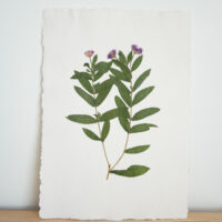 Willow-herb III - A3 - £120