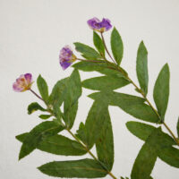 Willow-herb III - Detail