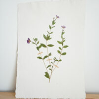 Willow-herb IIII - A3 - £120