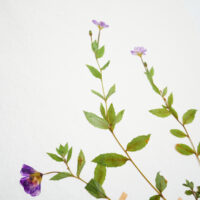 Willow-herb IIII - Detail