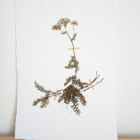 Yarrow - A4 - £90