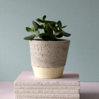 concrete pot bottom colour primrose